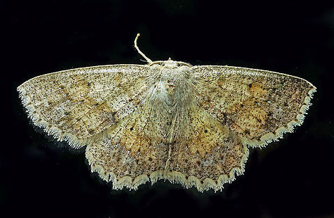 #133 Dapa, Valle Del Cauca 2100m