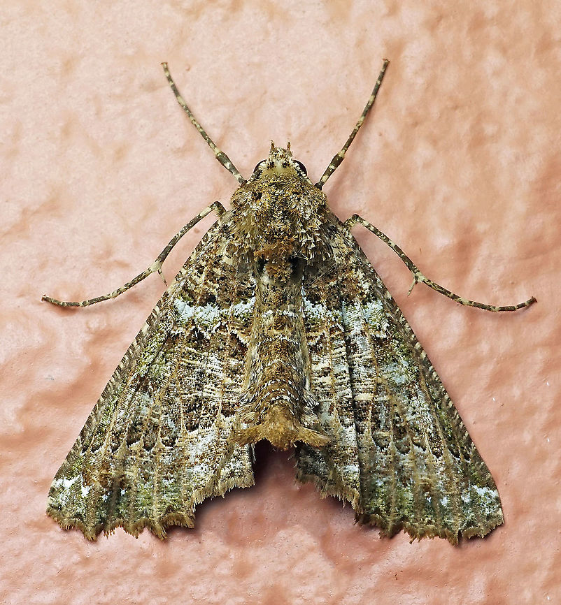 Aragua bistonaria Dapa, Valle Del Cauca 2100m Aragua bistonaria