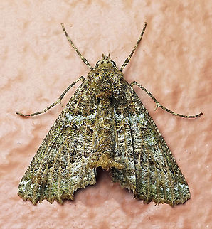 Aragua bistonaria Dapa, Valle Del Cauca 2100m Aragua bistonaria