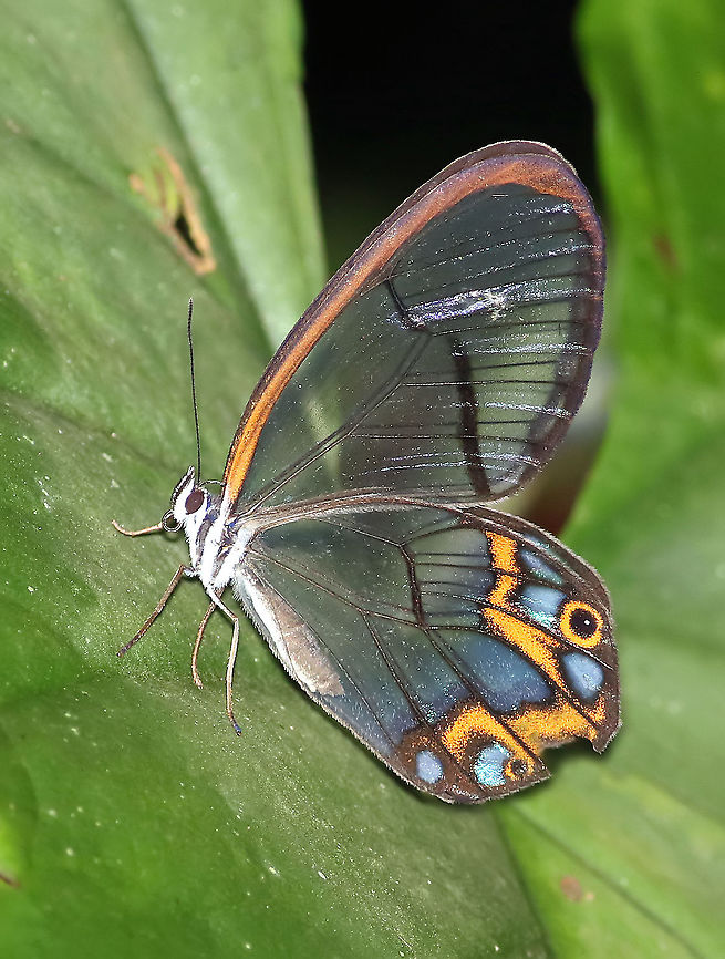 Pseudohaetera hypaesia Dapa, Valle Del Cauca 2100m