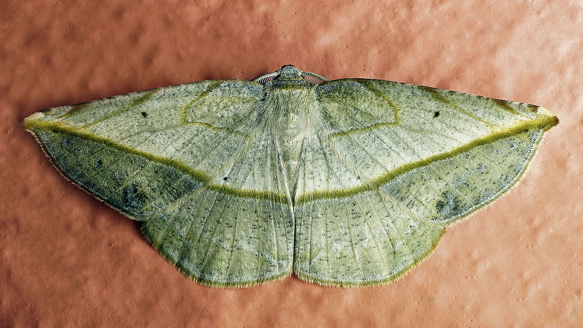 #136 Dapa, Valle Del Cauca 2100m