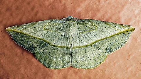 #136 Dapa, Valle Del Cauca 2100m