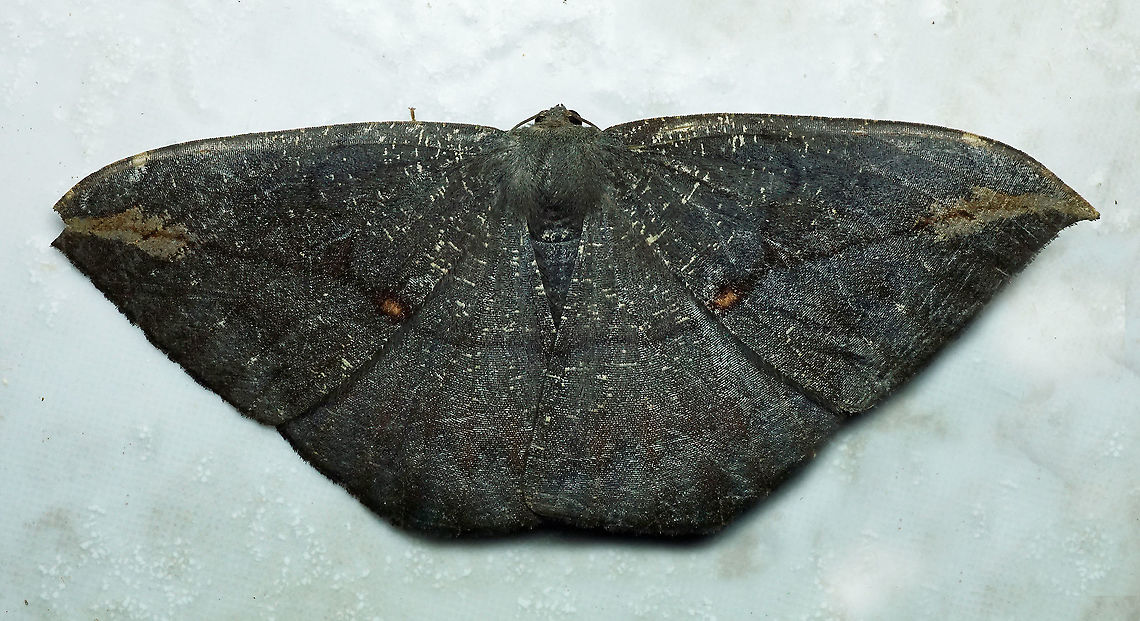 #135 Dapa, Valle Del Cauca 2100m