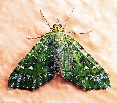 #137 Dapa, Valle Del Cauca 2100m