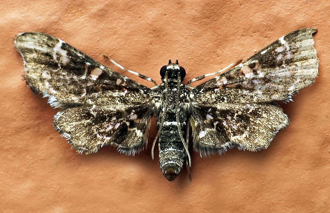 #138 Dapa, Valle Del Cauca 2100m