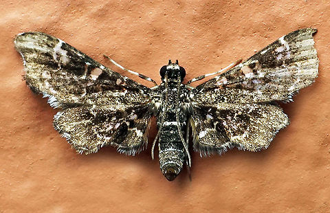 #138 Dapa, Valle Del Cauca 2100m