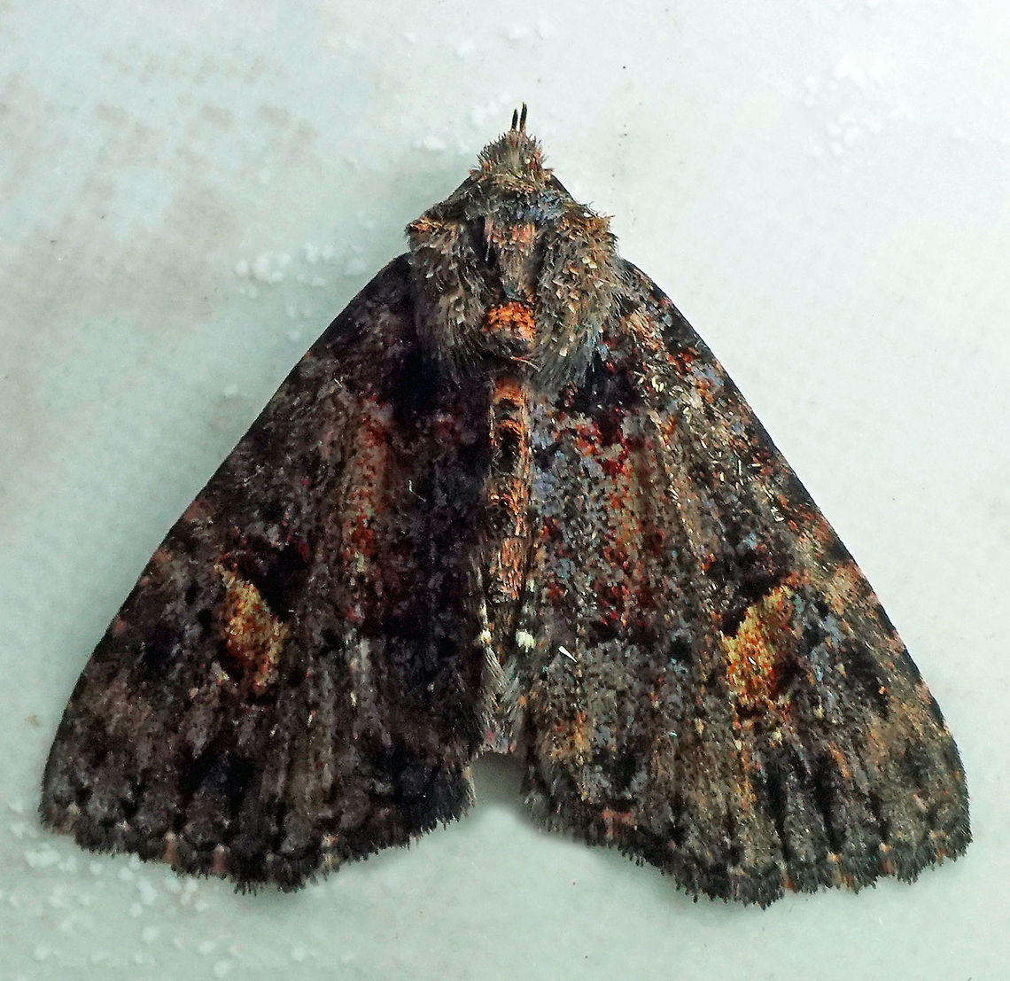 #141 Dapa, Valle Del Cauca 2100m