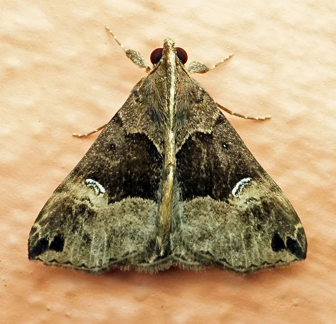 Hypena sp Dapa, Valle Del Cauca 2100m