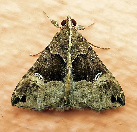 Hypena sp Dapa, Valle Del Cauca 2100m