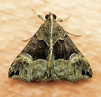 Hypena sp Dapa, Valle Del Cauca 2100m