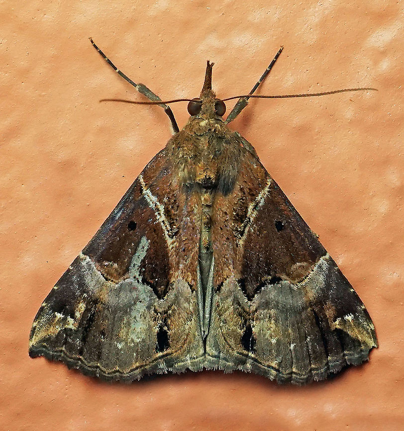 #143 Dapa, Valle Del Cauca 2100m