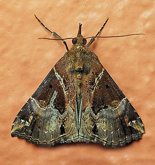 #143 Dapa, Valle Del Cauca 2100m