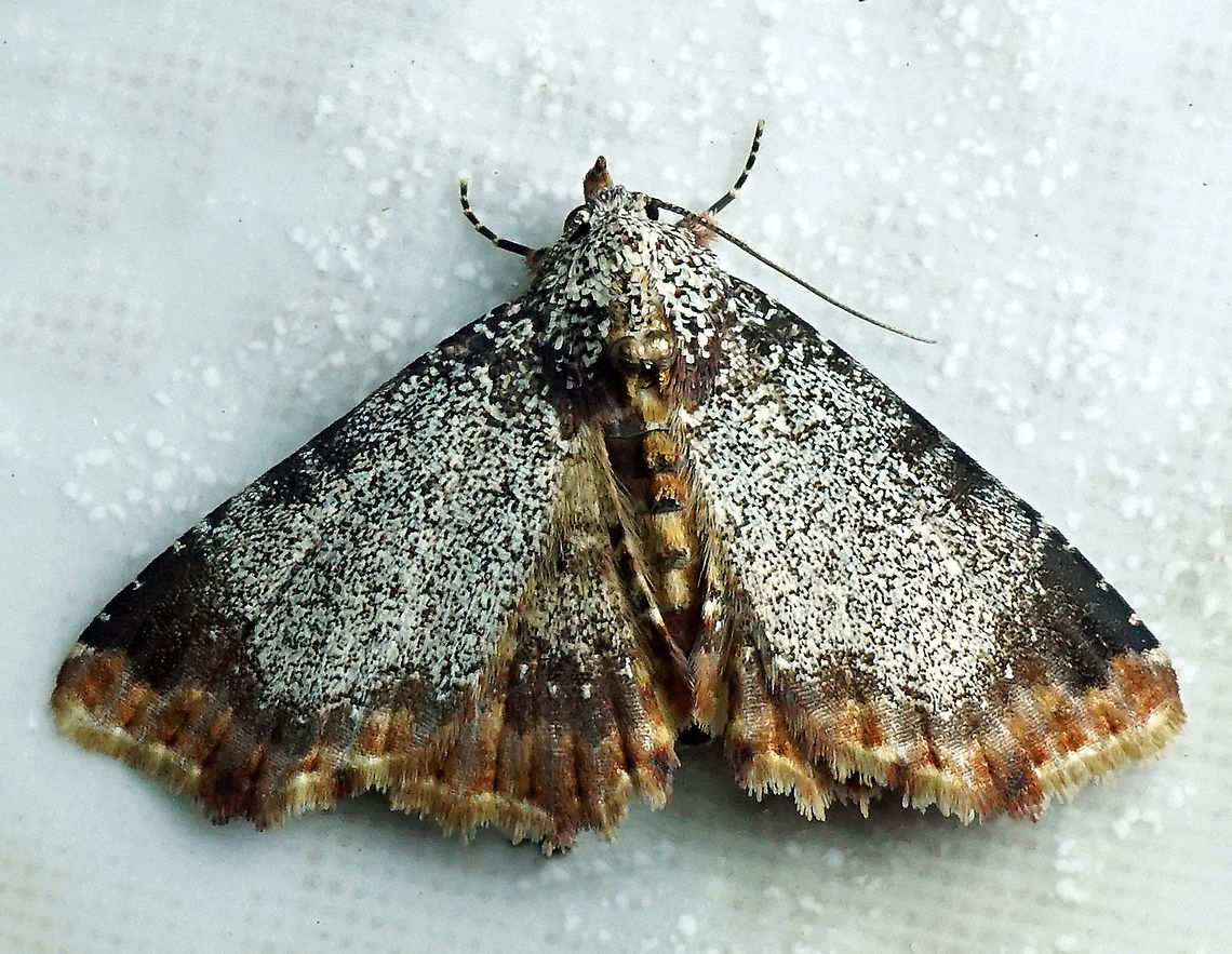 Selenisa specifica Dapa, Valle Del Cauca 2100m Selenisa specifica