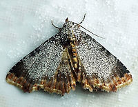 Selenisa specifica Dapa, Valle Del Cauca 2100m Selenisa specifica