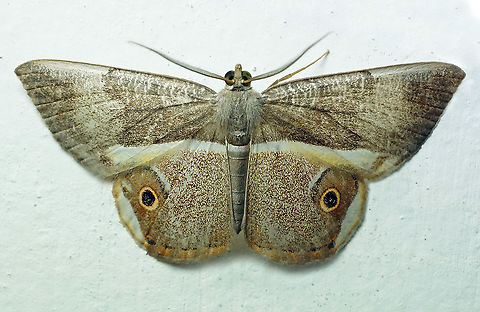 Opisthoxia descimoni  Opisthoxia descimoni