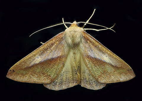 #146 Dapa, Valle Del Cauca 2100m