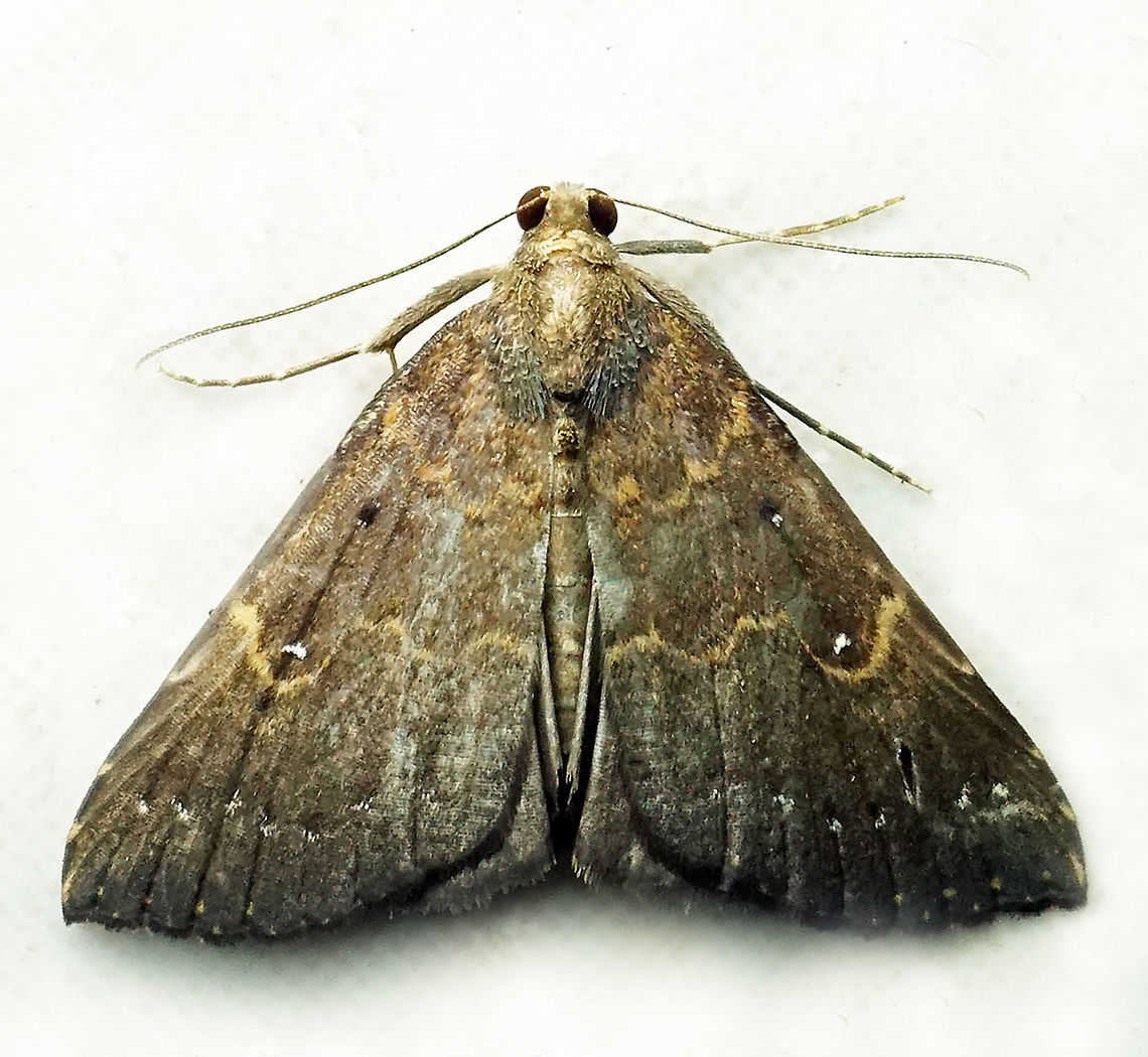 #147 Dapa, Valle Del Cauca 2100m