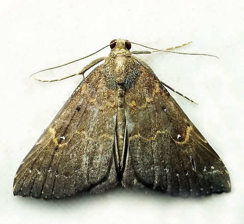 #147 Dapa, Valle Del Cauca 2100m