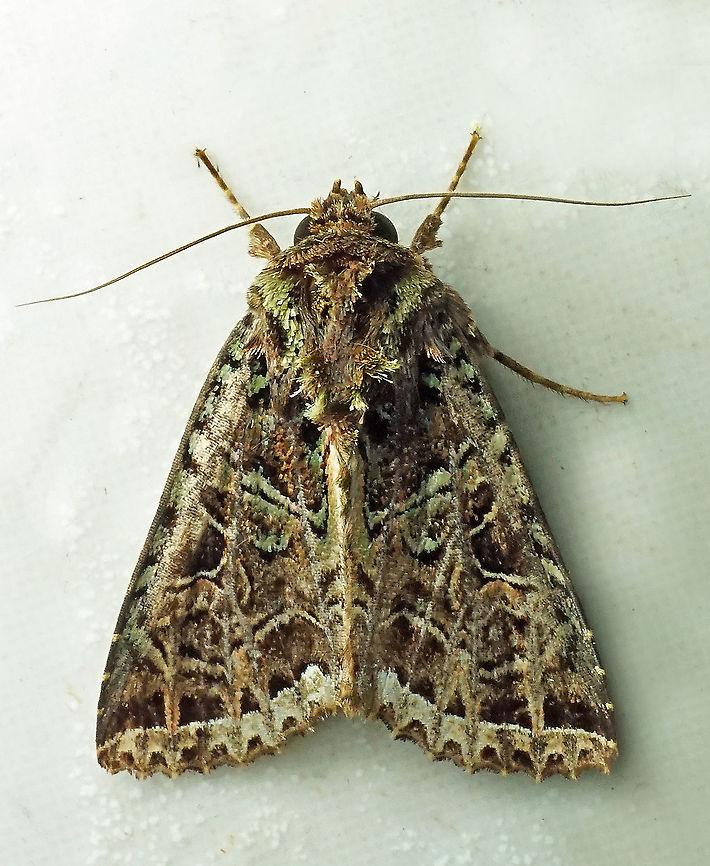 Heterochroma beryllus Dapa, Valle Del Cauca 2100m Heterochroma beryllus