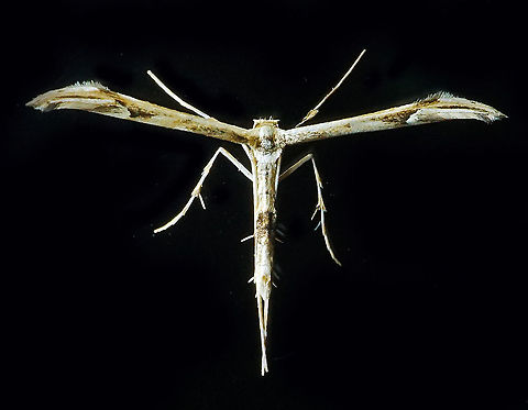 #149 Dapa, Valle Del Cauca 2100m