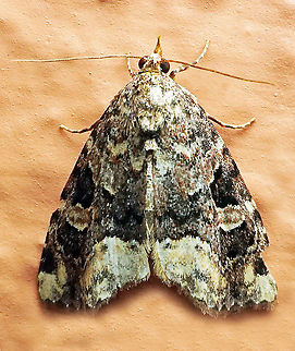 Protodeltote sp. Dapa, Valle Del Cauca 2100m