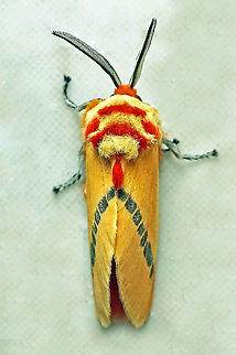 Trosia sp. Dapa, Valle Del Cauca 2100m