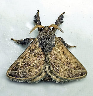 #151 Dapa, Valle Del Cauca 2100m