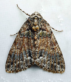 #154 Dapa, Valle Del Cauca 2100m