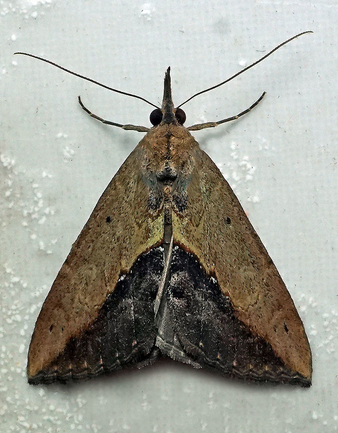 #155 Dapa, Valle Del Cauca 2100m