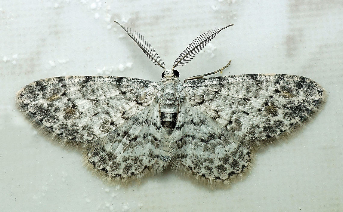 #156 Dapa, Valle Del Cauca 2100m