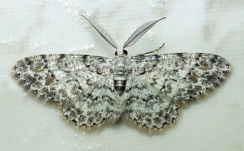 #156 Dapa, Valle Del Cauca 2100m