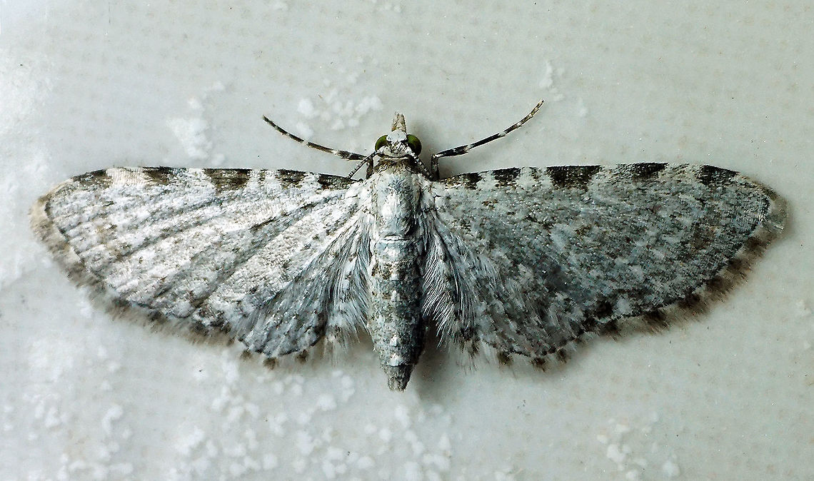 Eupithecia sp. Dapa, Valle Del Cauca 2100m
