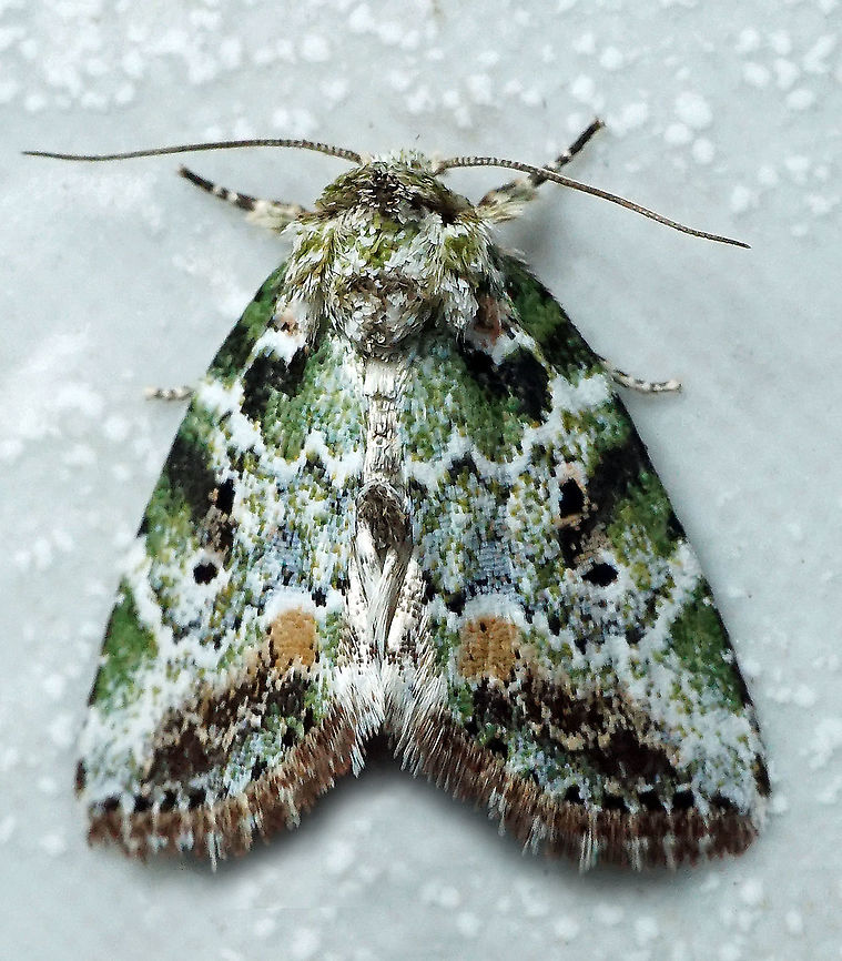 Chytonix sp. Dapa, Valle Del Cauca 2100m