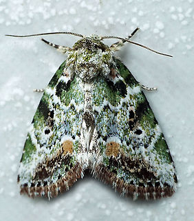 Chytonix sp. Dapa, Valle Del Cauca 2100m