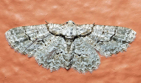 Iridopsis defectaria Dapa, Valle Del Cauca 2100m