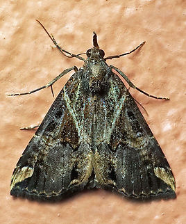 Hypena coatilis Dapa, Valle Del Cauca 2100m Hypena coatilis