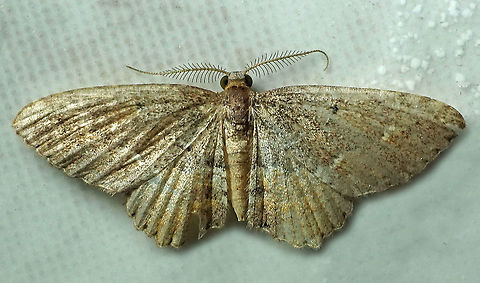 #163 Dapa, Valle Del Cauca 2100m