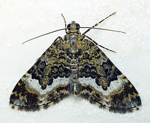 #161 Dapa, Valle Del Cauca 2100m