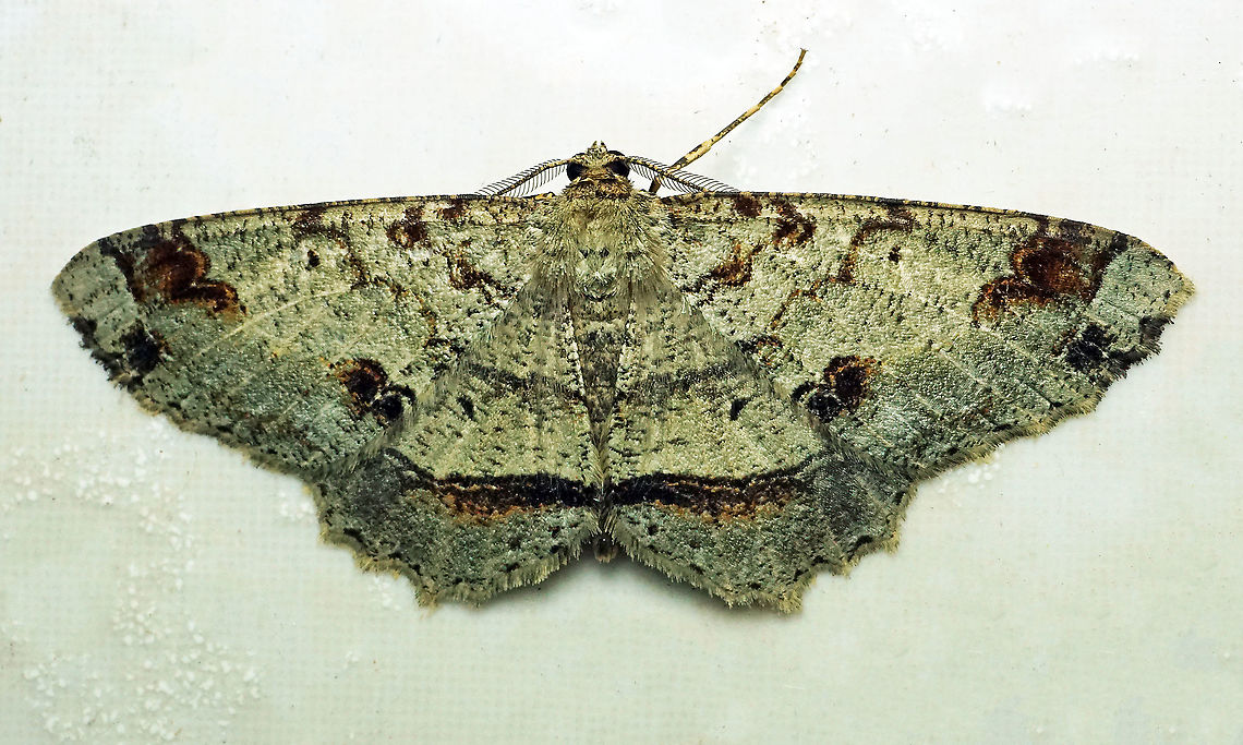 #162 Dapa, Valle Del Cauca 2100m