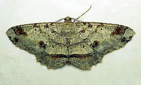 #162 Dapa, Valle Del Cauca 2100m