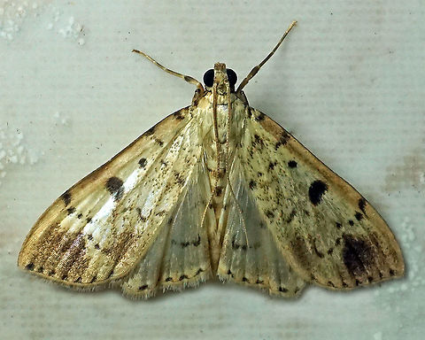 #165 Dapa, Valle Del Cauca 2100m