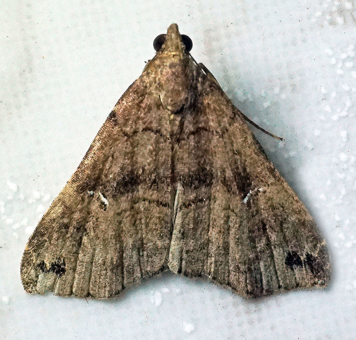 #164 Dapa, Valle Del Cauca 2100m