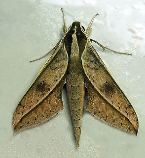 Xylophanes amadis Dapa, Valle Del Cauca 2100m Rankinia,Xylophanes amadis