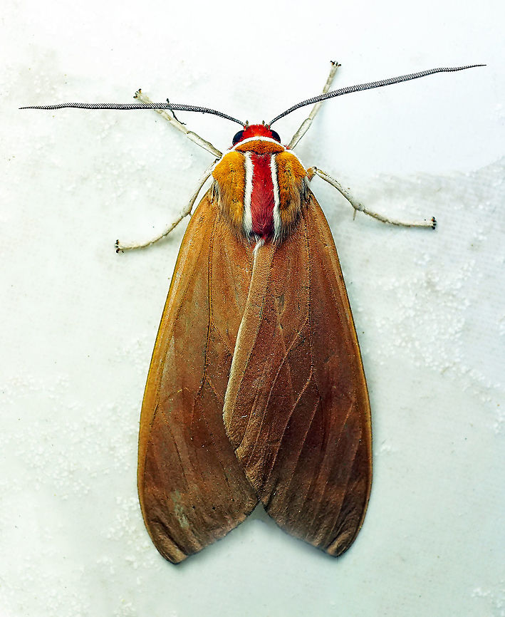Amastus sp. Dapa, Valle Del Cauca 2100m Amastus coccinator