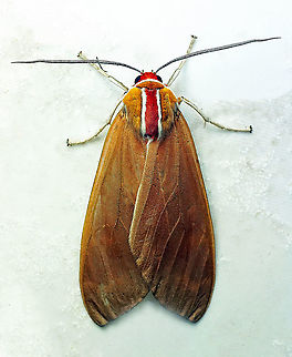 Amastus sp. Dapa, Valle Del Cauca 2100m Amastus coccinator