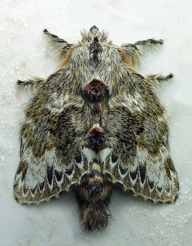 Euglyphis submarginalis Dapa, Valle Del Cauca 2100m Euglyphis submarginalis