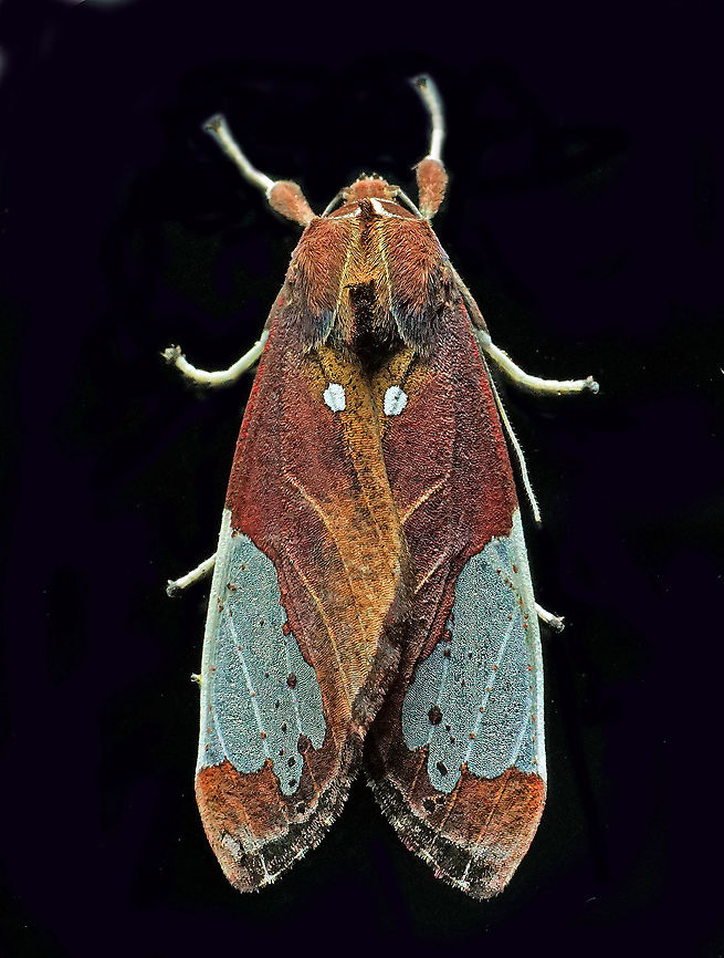 Bertholdia flavidorsata Dapa, Valle Del Cauca 2100m Bertholdia flavidorsata