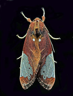Bertholdia flavidorsata Dapa, Valle Del Cauca 2100m Bertholdia flavidorsata