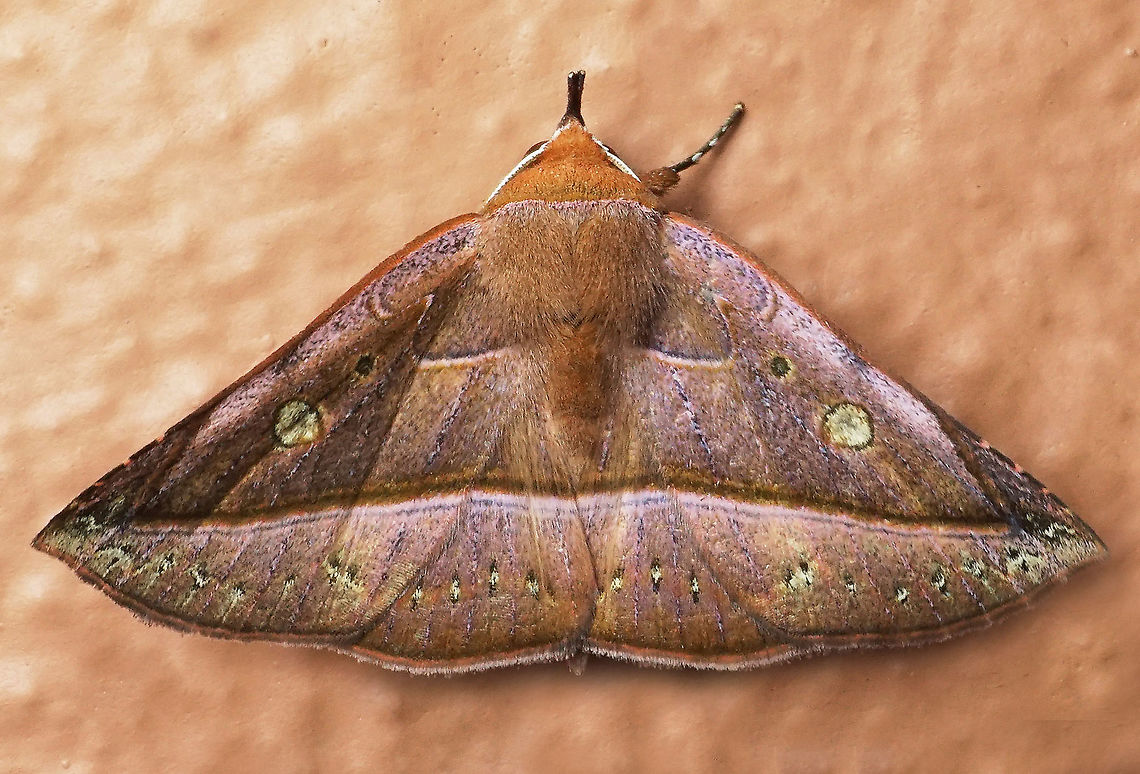 #170 Dapa, Valle Del Cauca 2100m