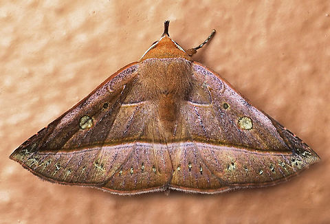 #170 Dapa, Valle Del Cauca 2100m